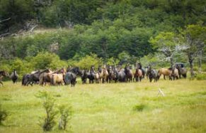 caballos salvajes