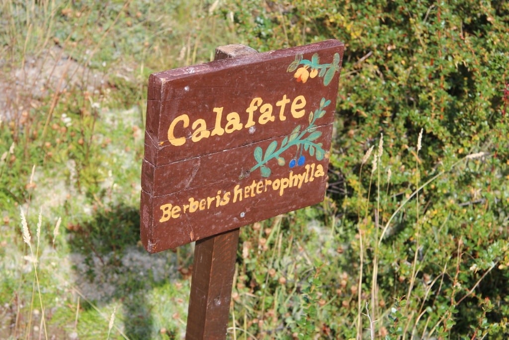 calafate berry sign