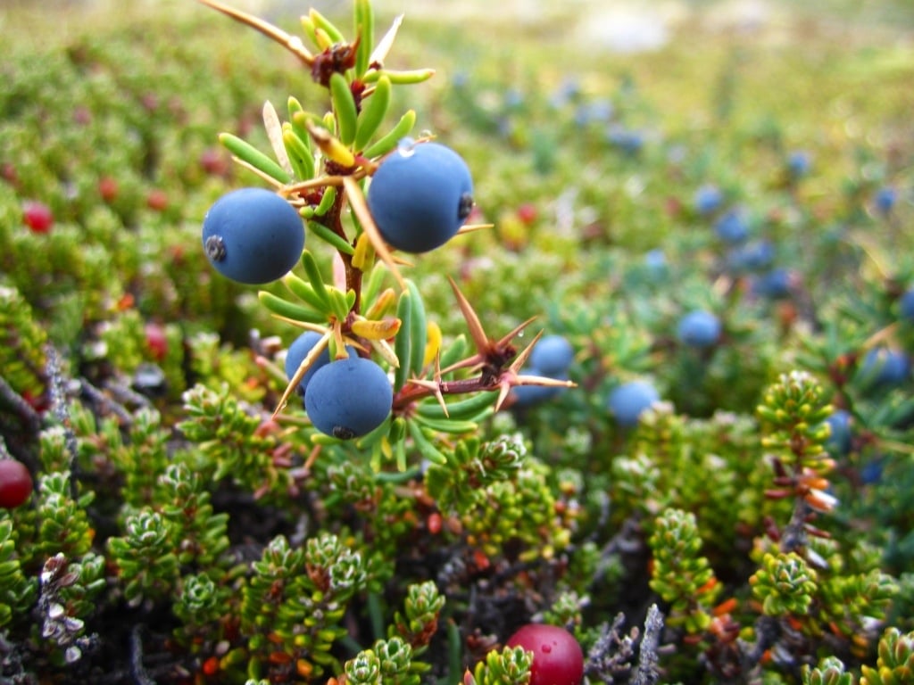 calafate berry