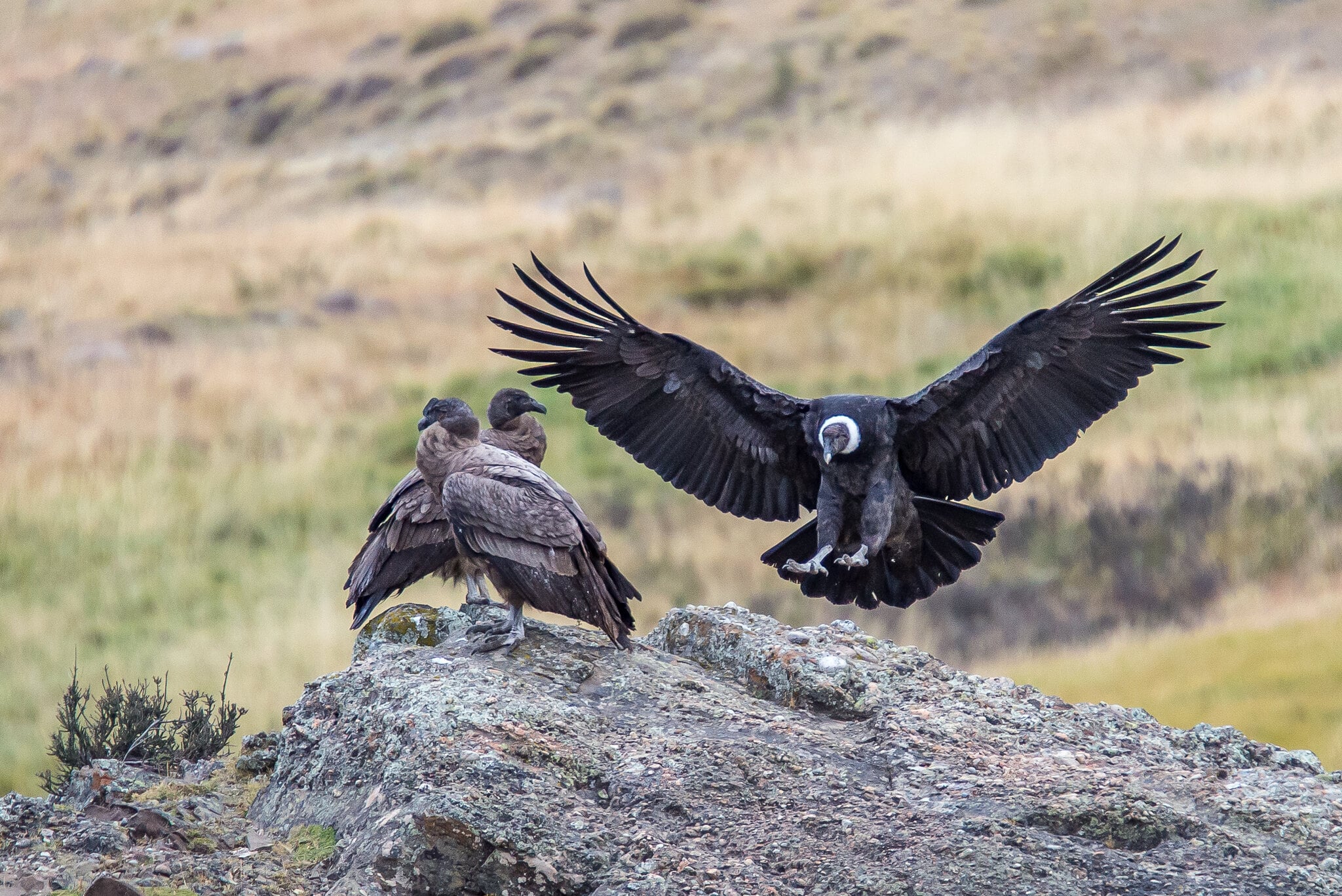 15 Fast Facts About Andean Condors